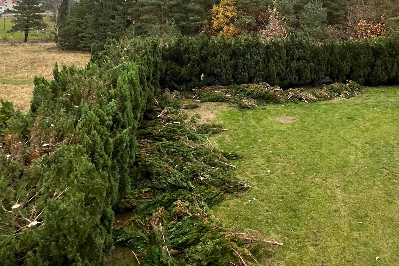 Wycinka i przycinanie zieleni